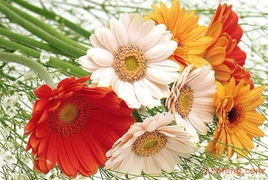 中國鮮花禮品網(wǎng) 打造視覺與品質(zhì)并存的精品店鋪